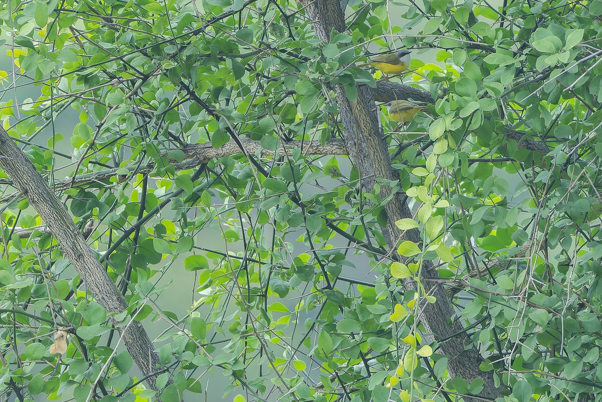 Green-backed Eremomela - ML642415937