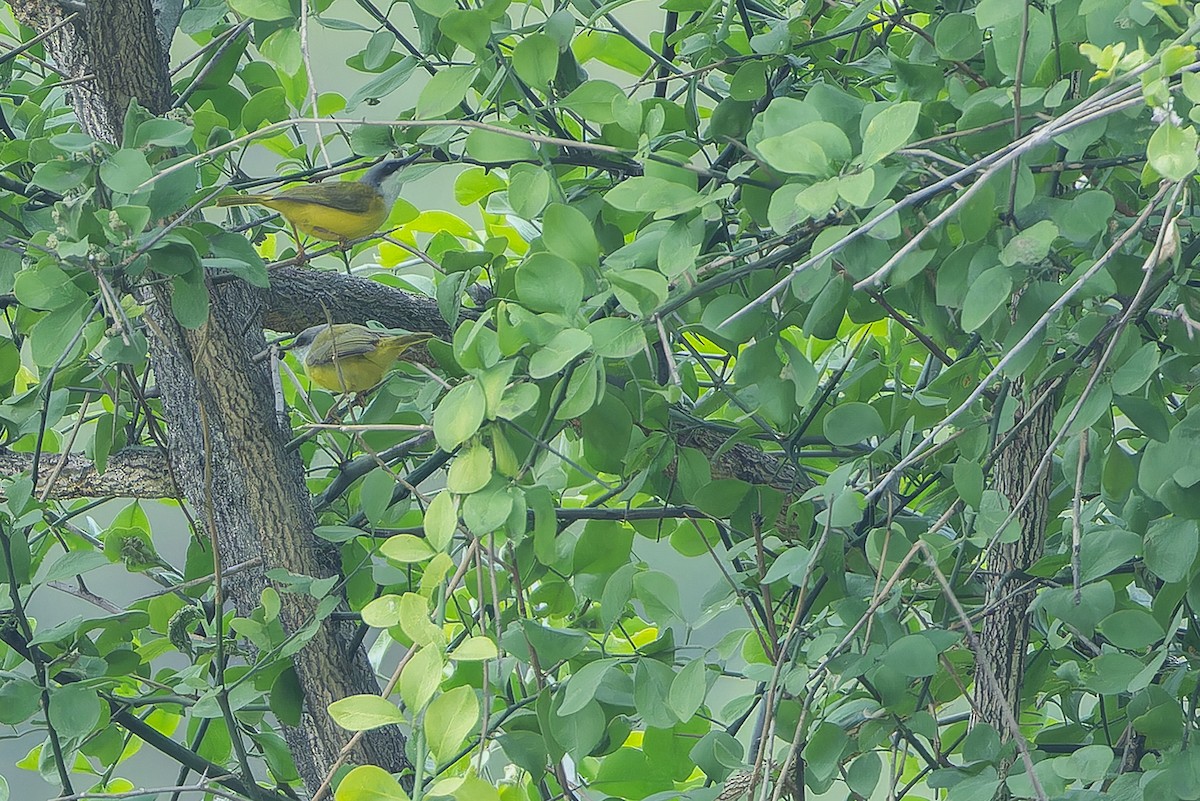 Green-backed Eremomela - ML642415938