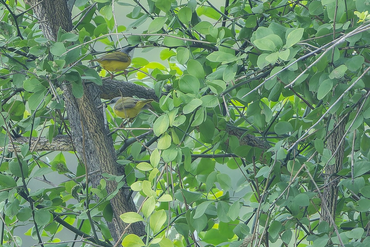 Green-backed Eremomela - ML642415939