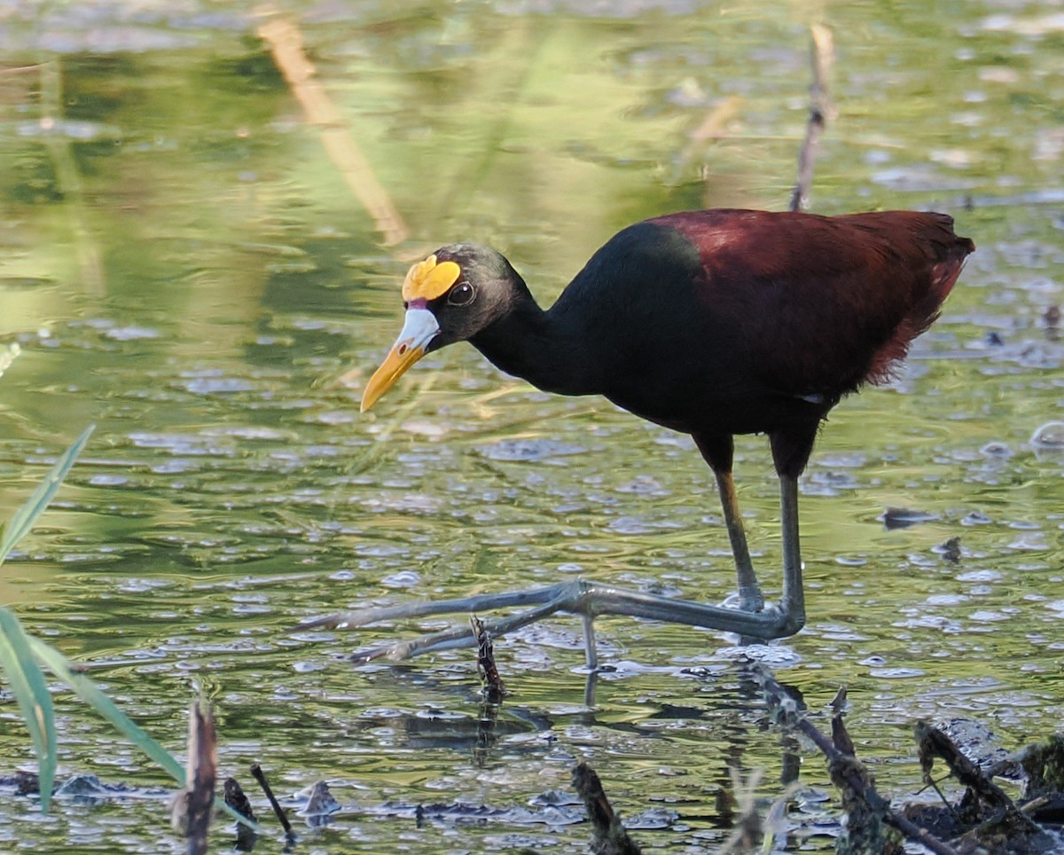 Northern Jacana - ML642415940