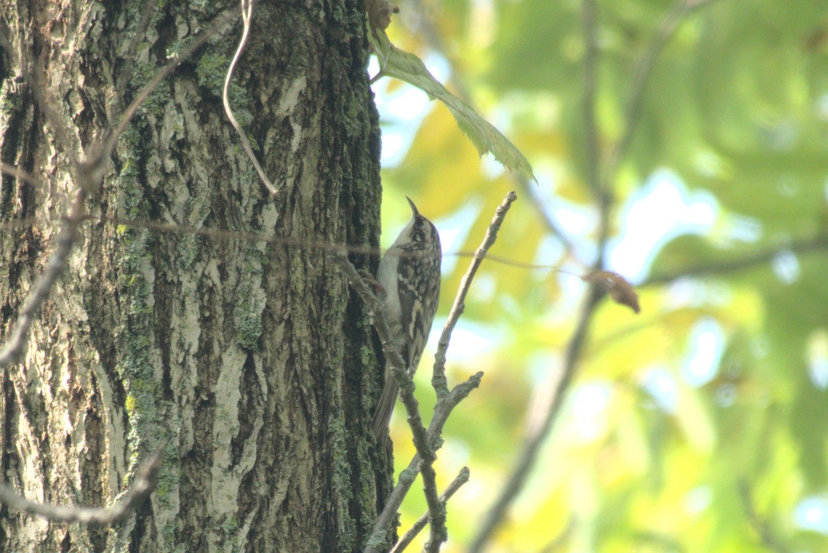 Brown Creeper - ML642415941