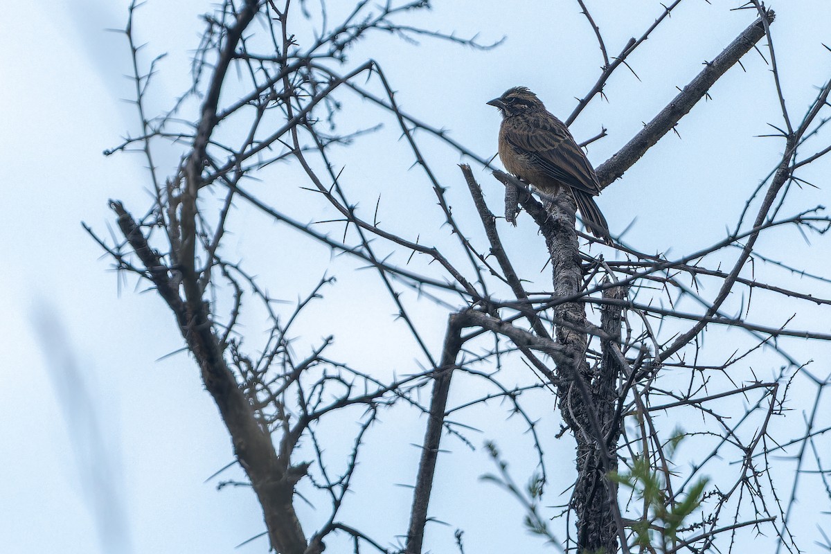 Cinnamon-breasted Bunting - ML642415942