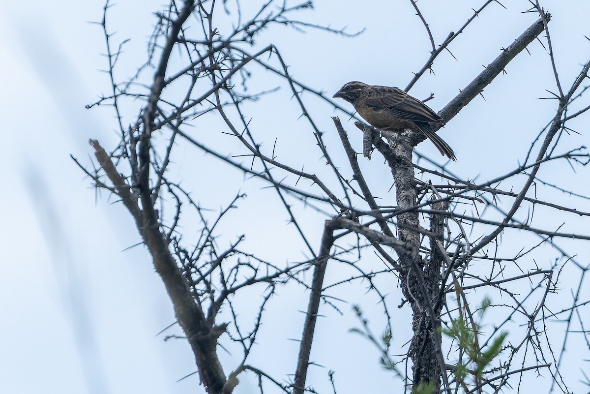 Cinnamon-breasted Bunting - ML642415943