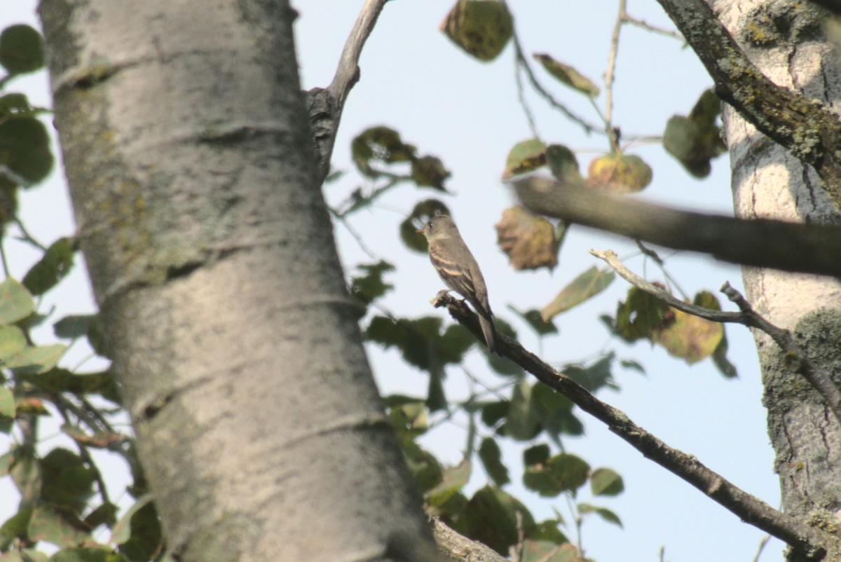 Eastern Wood-Pewee - ML642415944