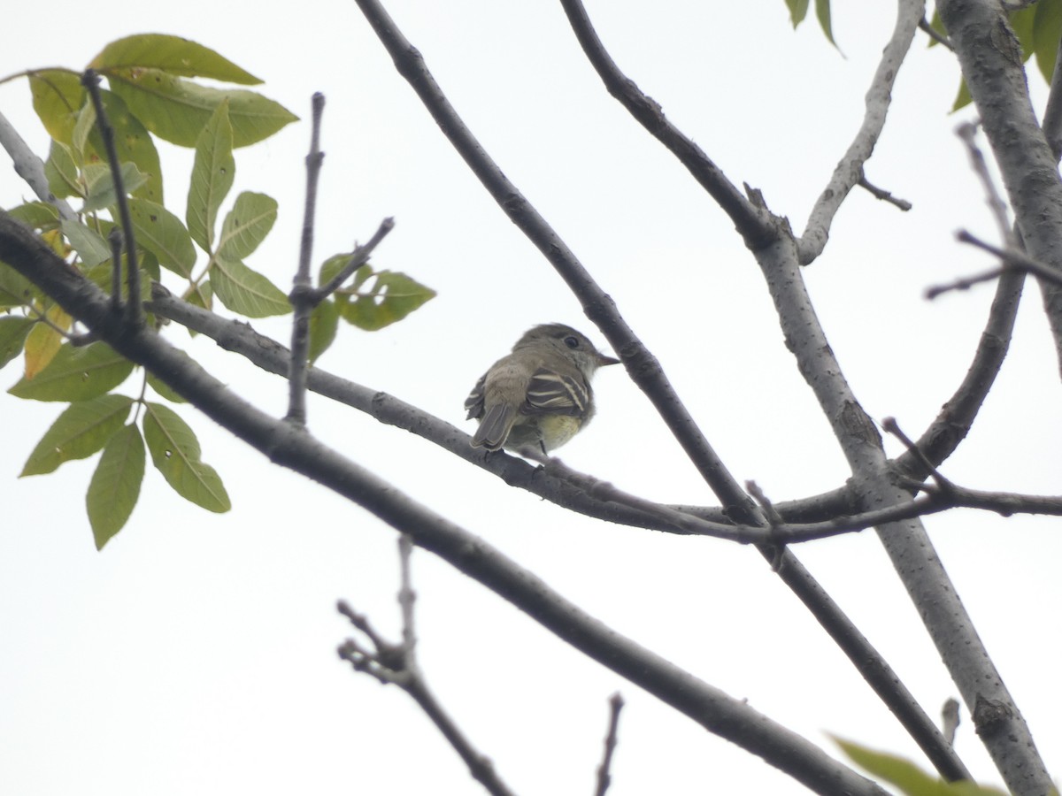 Least Flycatcher - ML642415945