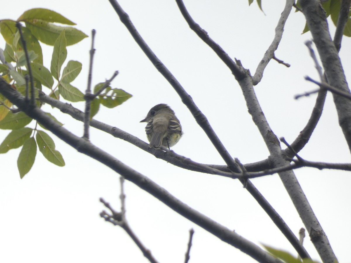 Least Flycatcher - ML642415946