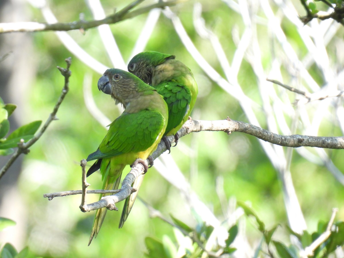 Brown-throated Parakeet - ML642415947