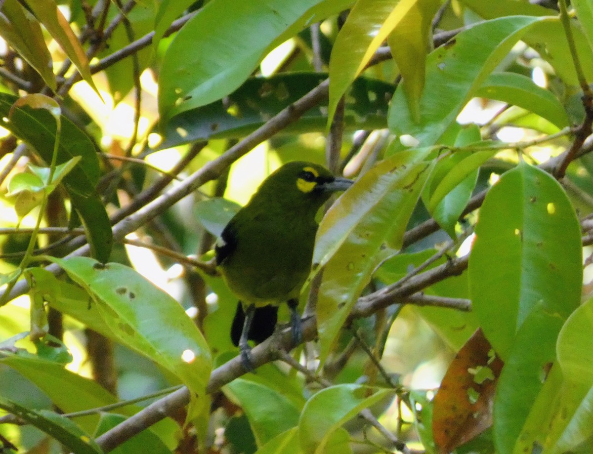 Green Iora - ML642415948