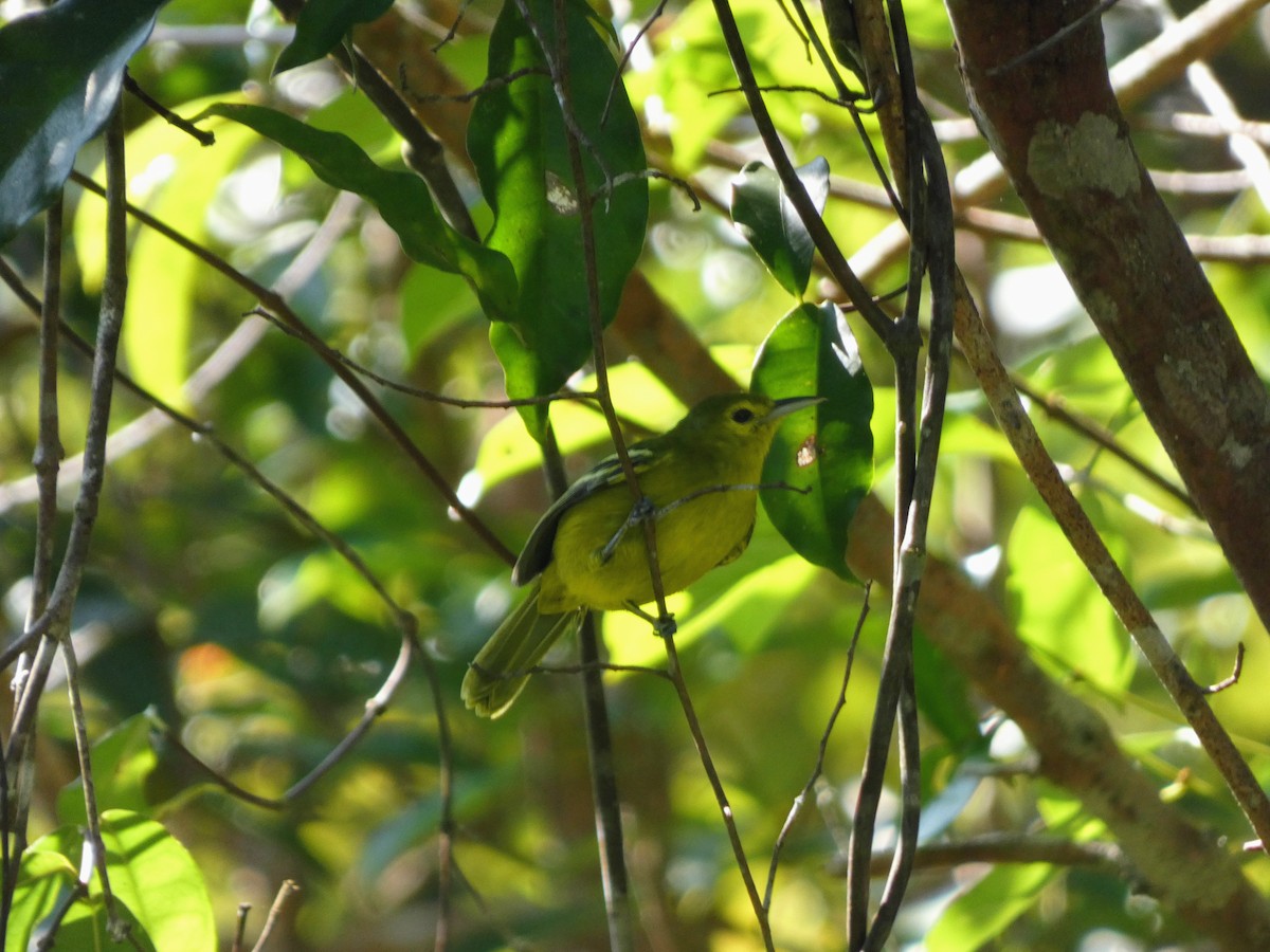 Green Iora - ML642415949