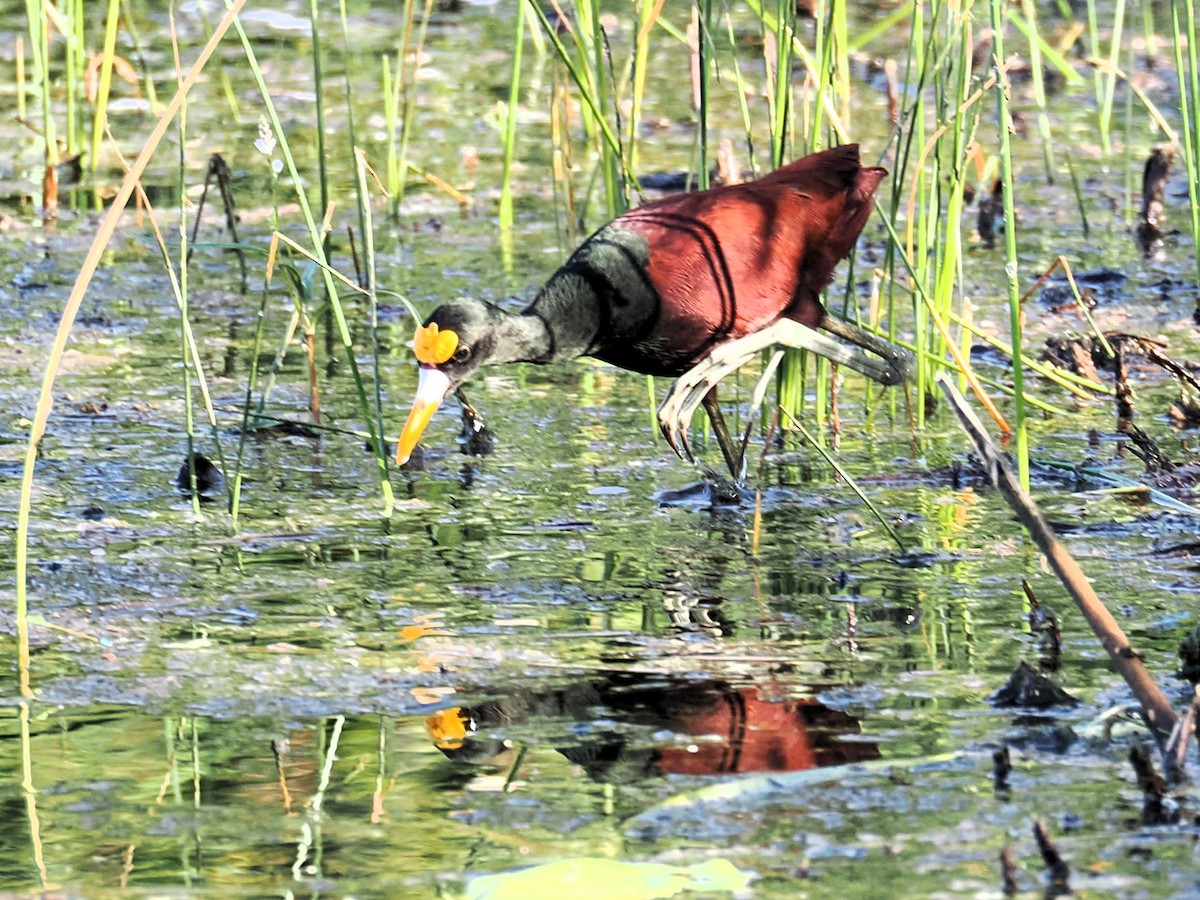 Northern Jacana - ML642415950