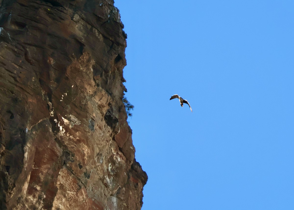 Prairie Falcon - ML642415951