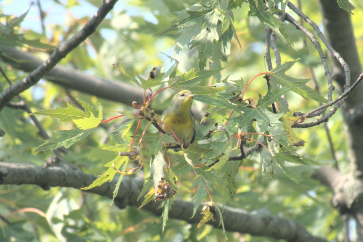 Northern Parula - ML642415953
