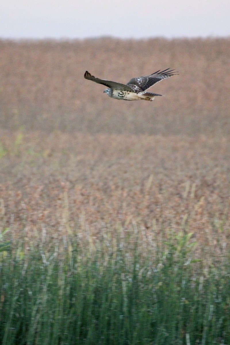 Red-tailed Hawk - ML642415955
