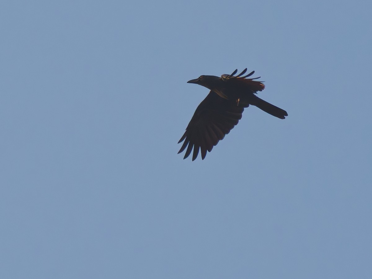 Large-billed Crow (Large-billed) - ML642415956