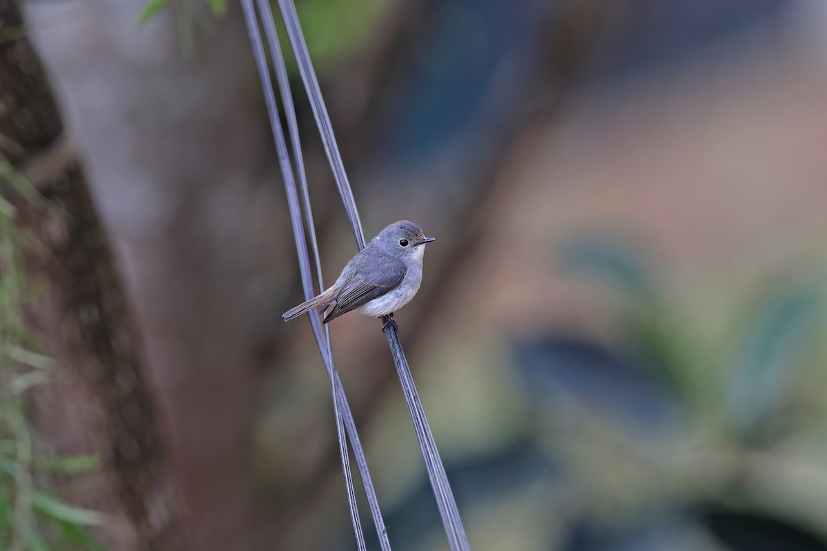 Little Pied Flycatcher - ML642415957