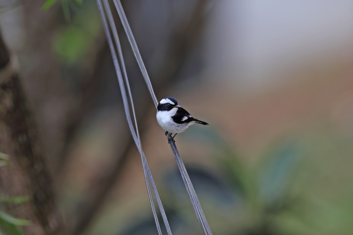 Little Pied Flycatcher - ML642415958