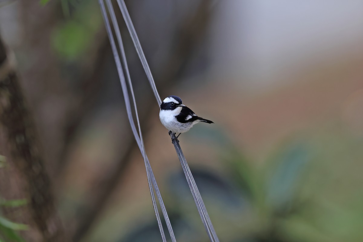 Little Pied Flycatcher - ML642415959