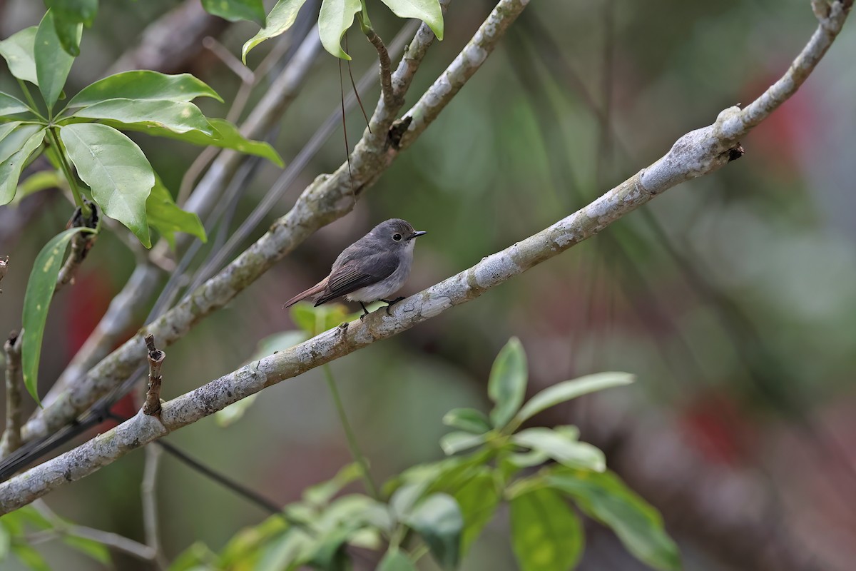 Little Pied Flycatcher - ML642415960