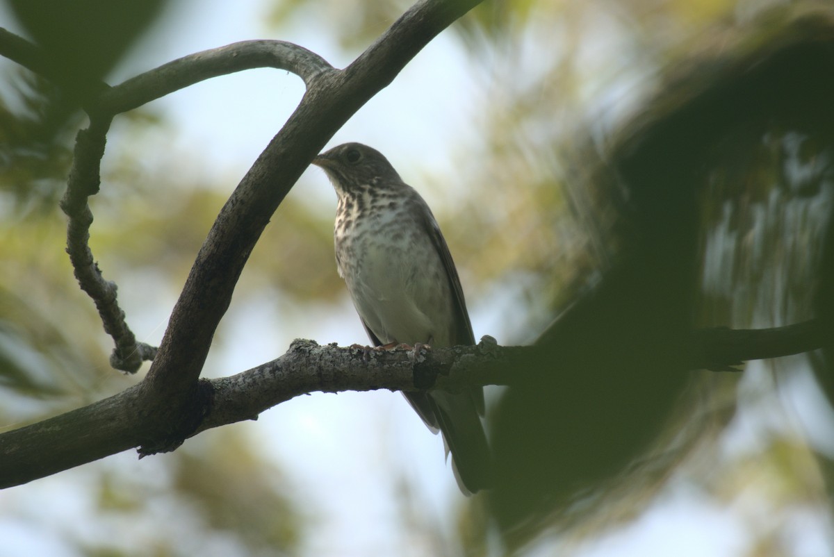 Gray-cheeked Thrush - ML642415961
