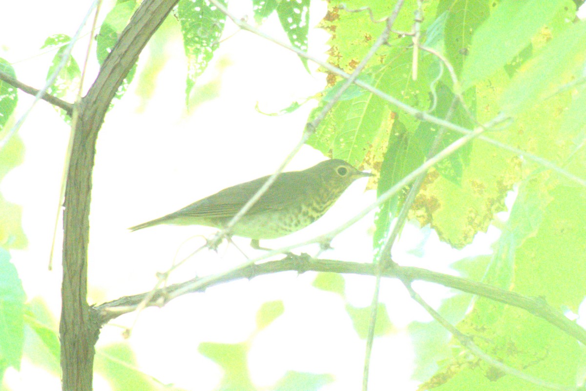 Swainson's Thrush (Olive-backed) - ML642415962
