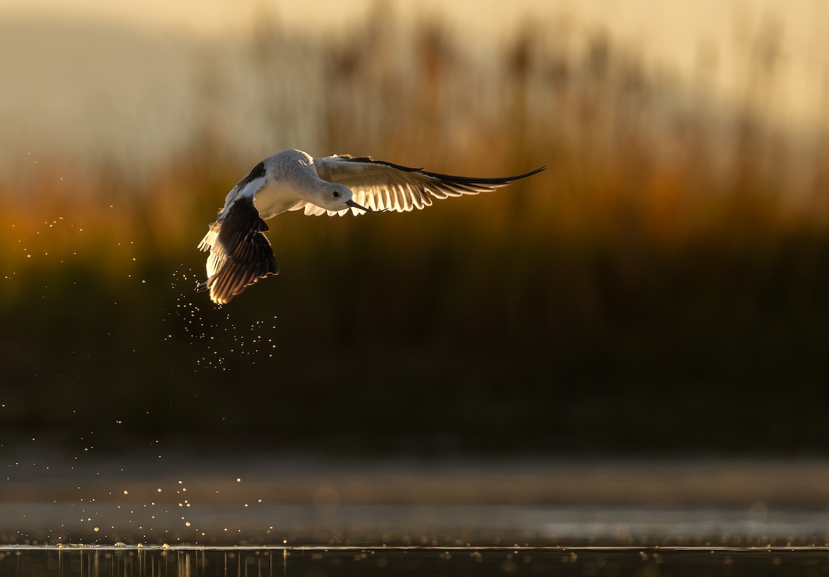 American Avocet - ML642415965