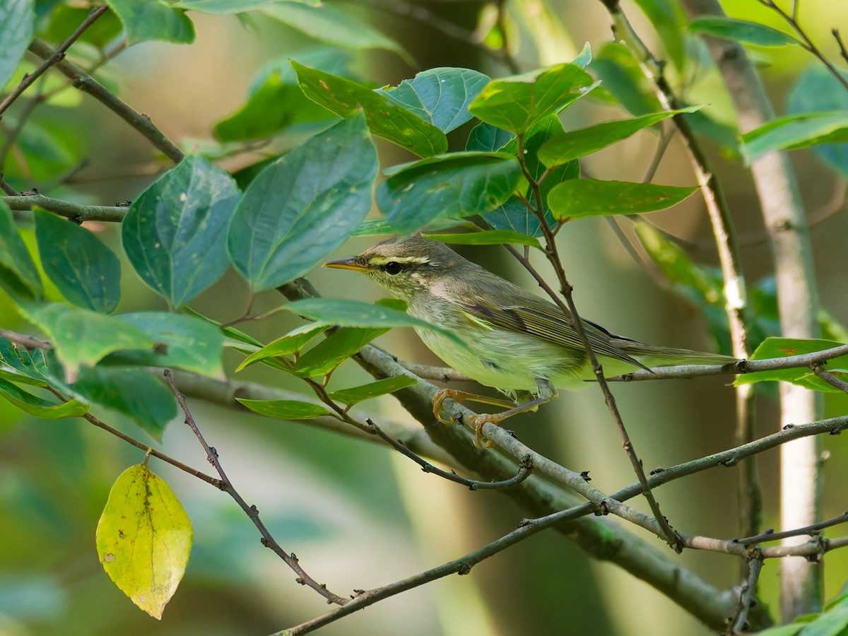 Arctic Warbler - ML642415966