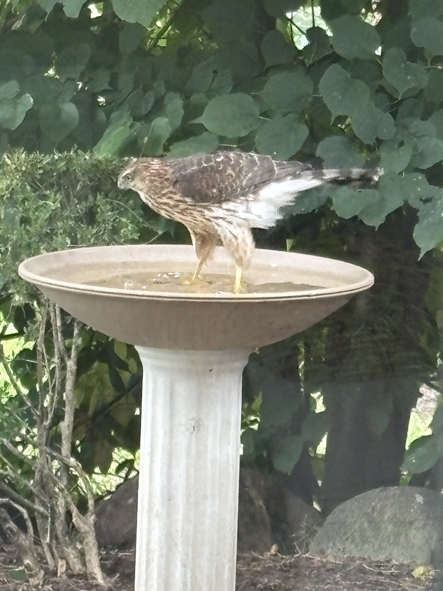 Cooper's Hawk - ML642415983