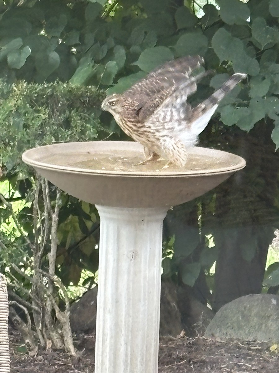 Cooper's Hawk - ML642415984