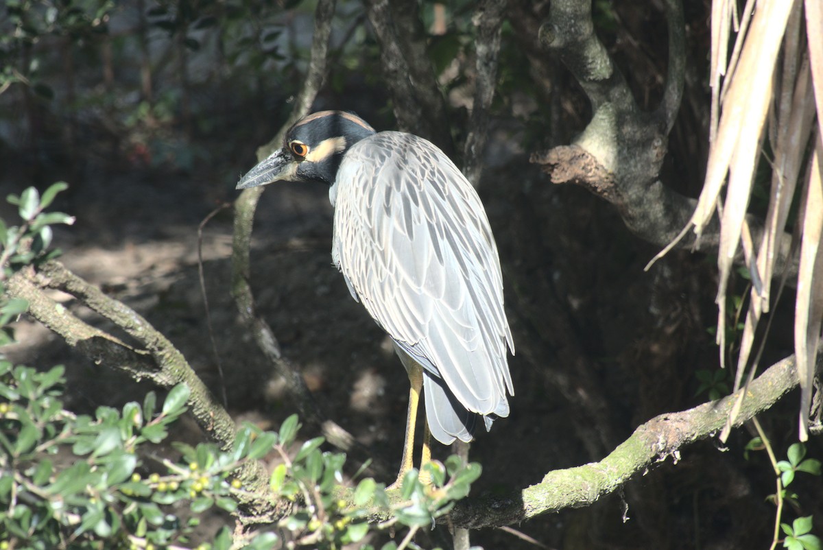 Yellow-crowned Night Heron - ML642415986