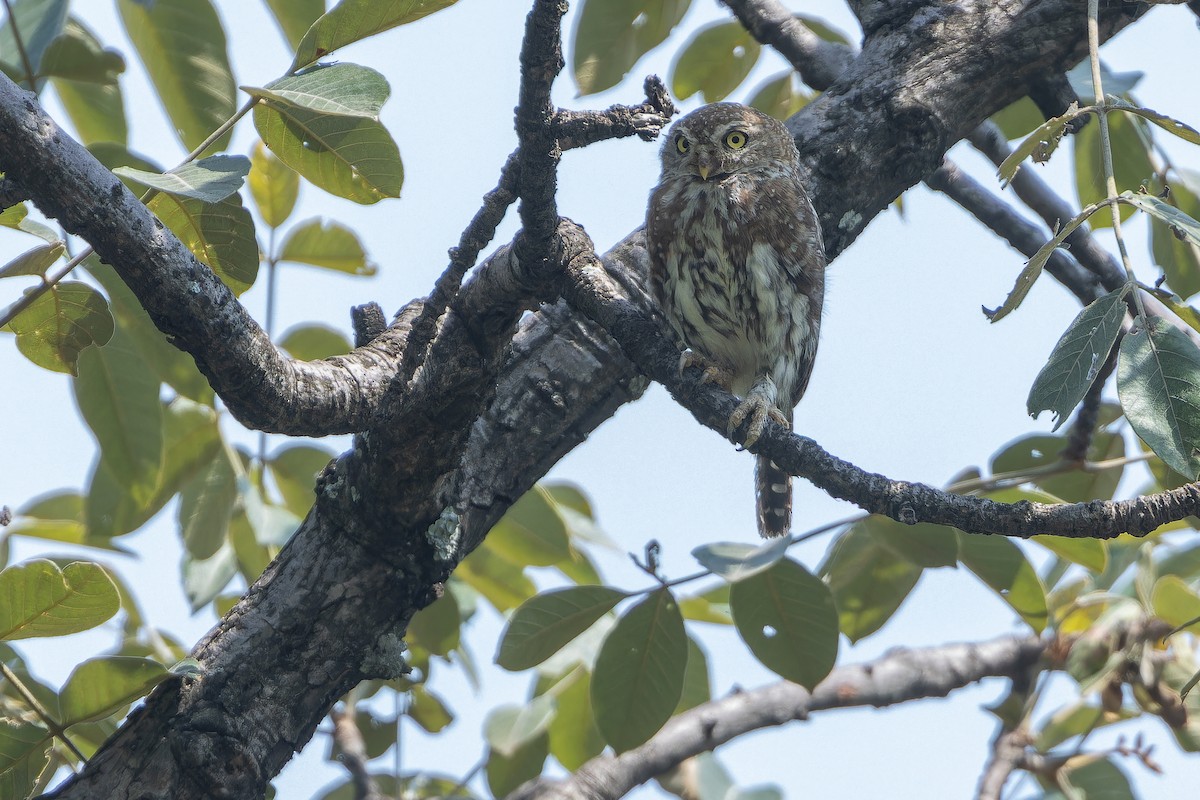 Pearl-spotted Owlet - ML642416012