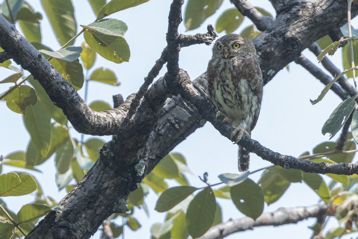 Pearl-spotted Owlet - ML642416013