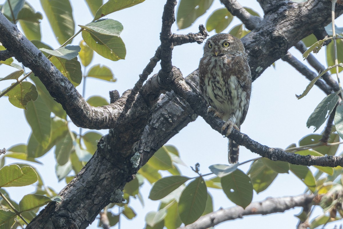 Pearl-spotted Owlet - ML642416015