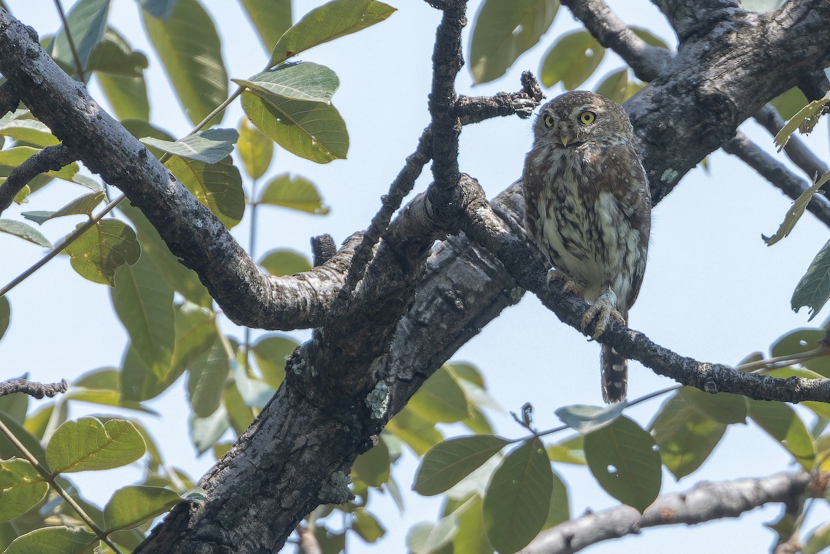 Pearl-spotted Owlet - ML642416016