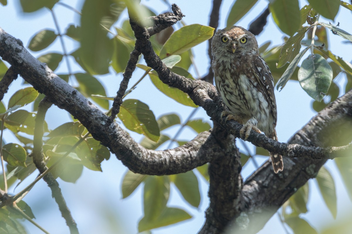 Pearl-spotted Owlet - ML642416017