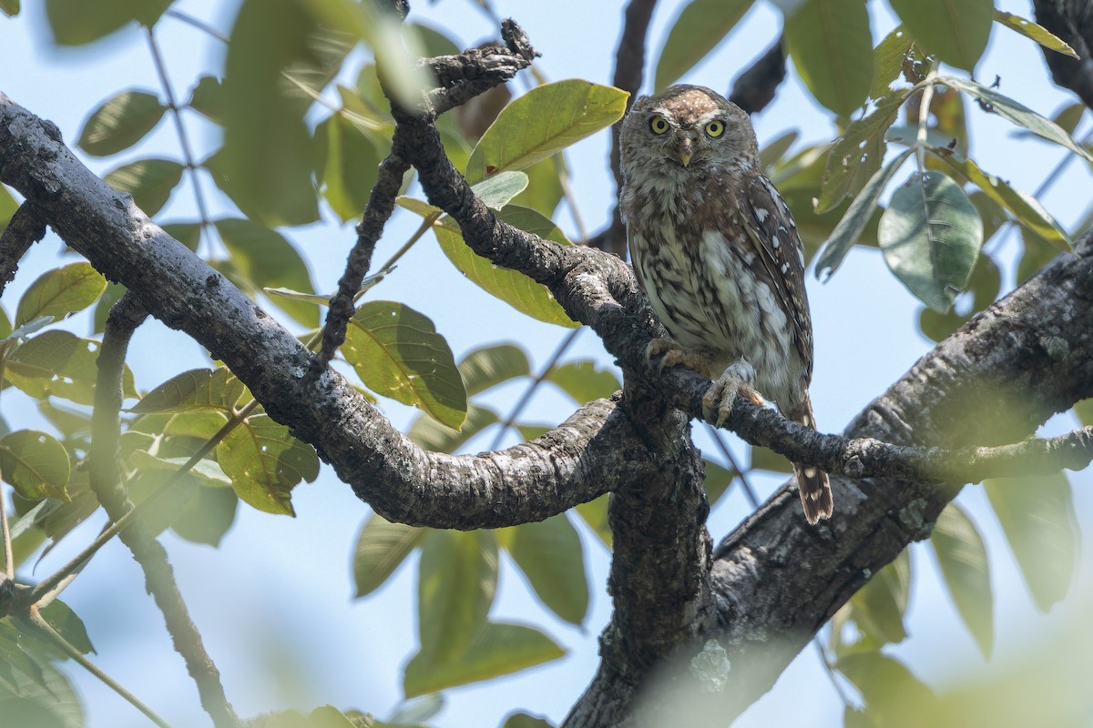 Pearl-spotted Owlet - ML642416018