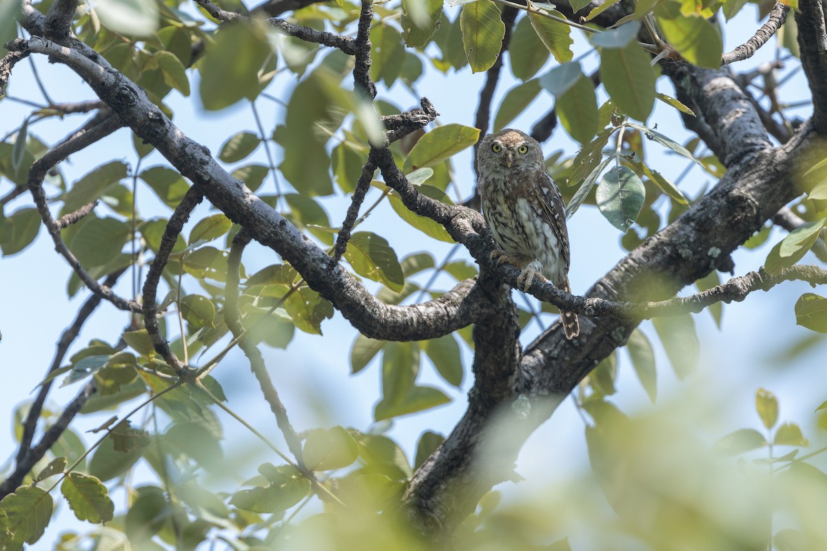 Pearl-spotted Owlet - ML642416019