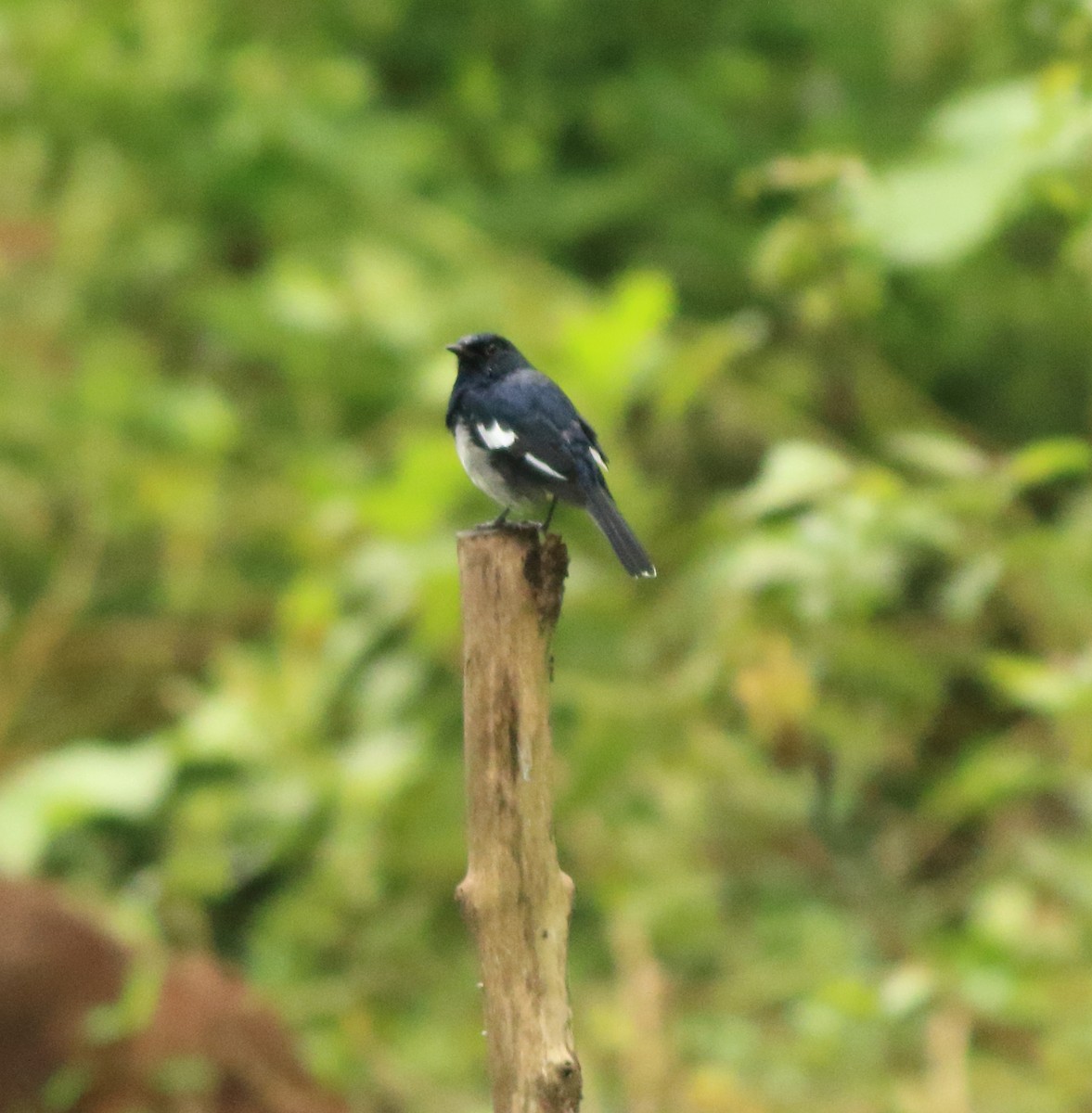 Oriental Magpie-Robin - ML642416033