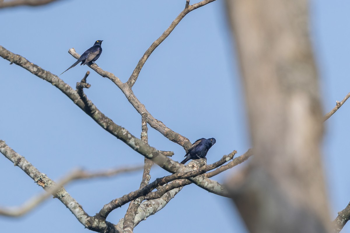 Narrow-tailed Starling - ML642416047