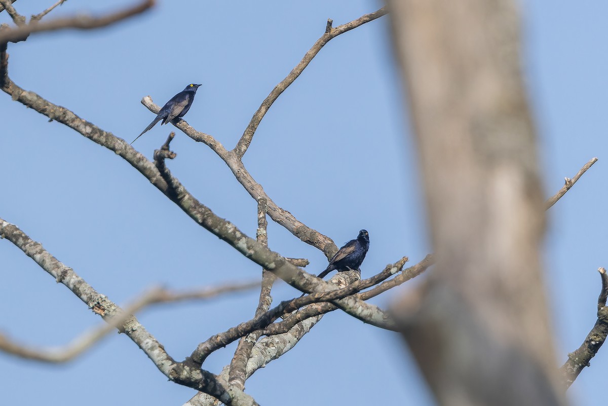 Narrow-tailed Starling - ML642416048