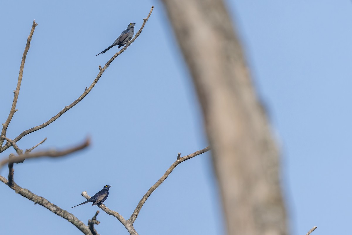 Narrow-tailed Starling - ML642416049