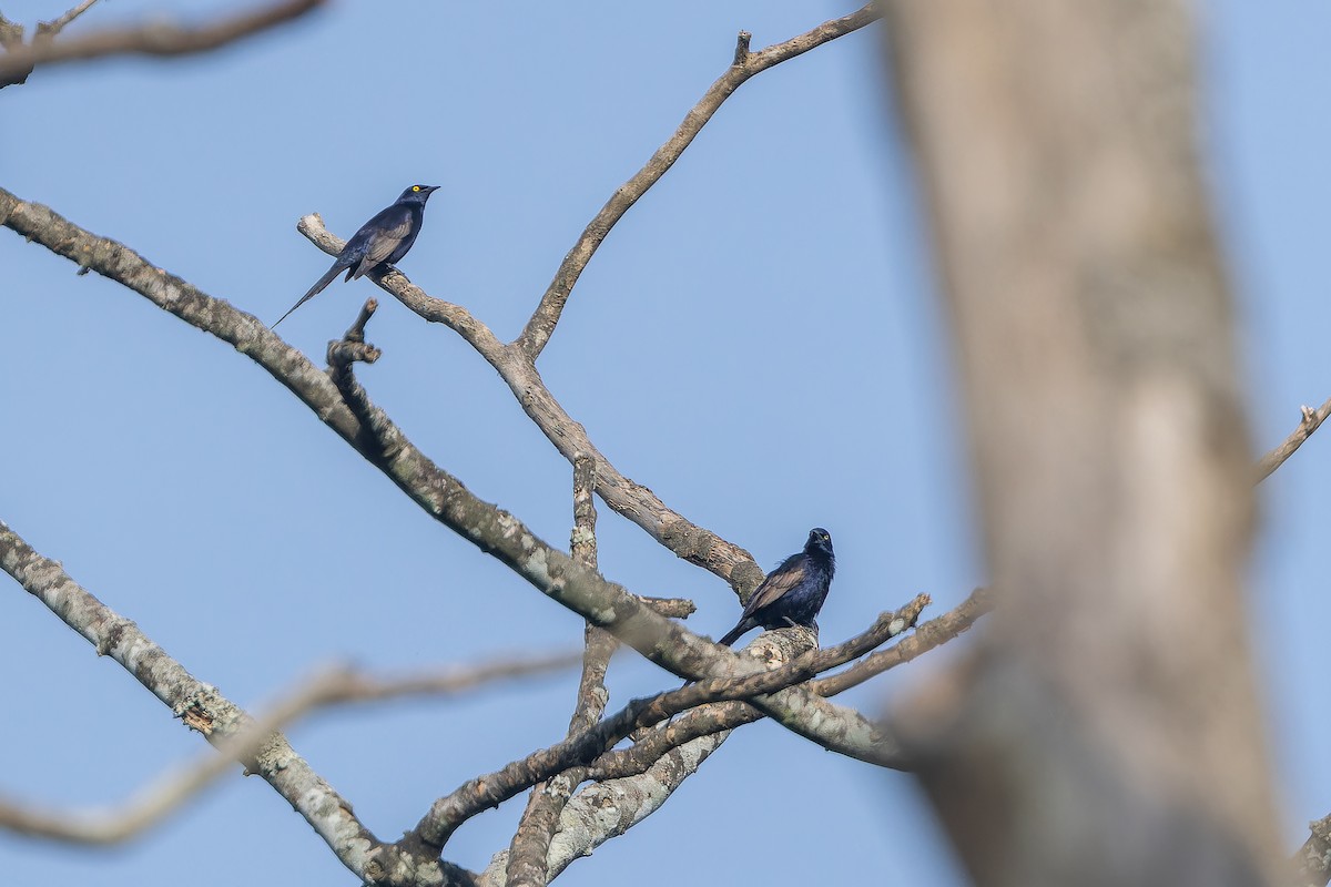 Narrow-tailed Starling - ML642416050