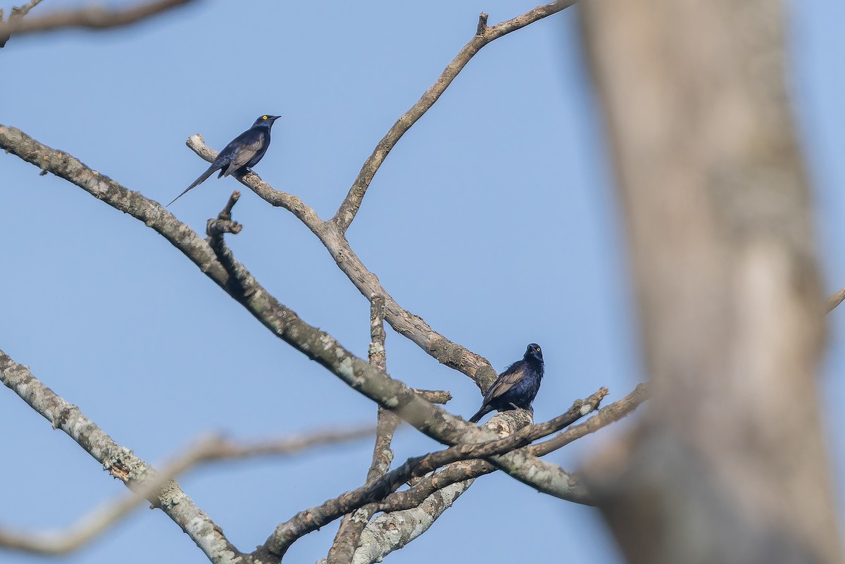 Narrow-tailed Starling - ML642416051