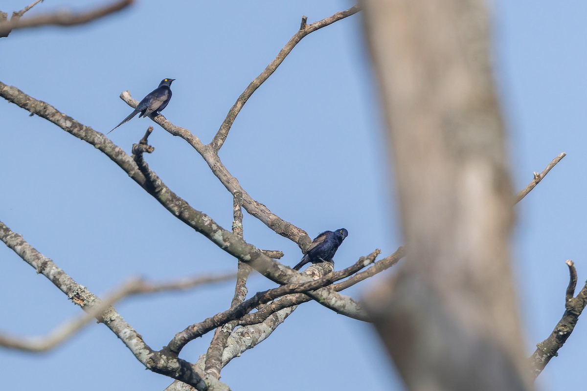 Narrow-tailed Starling - ML642416052