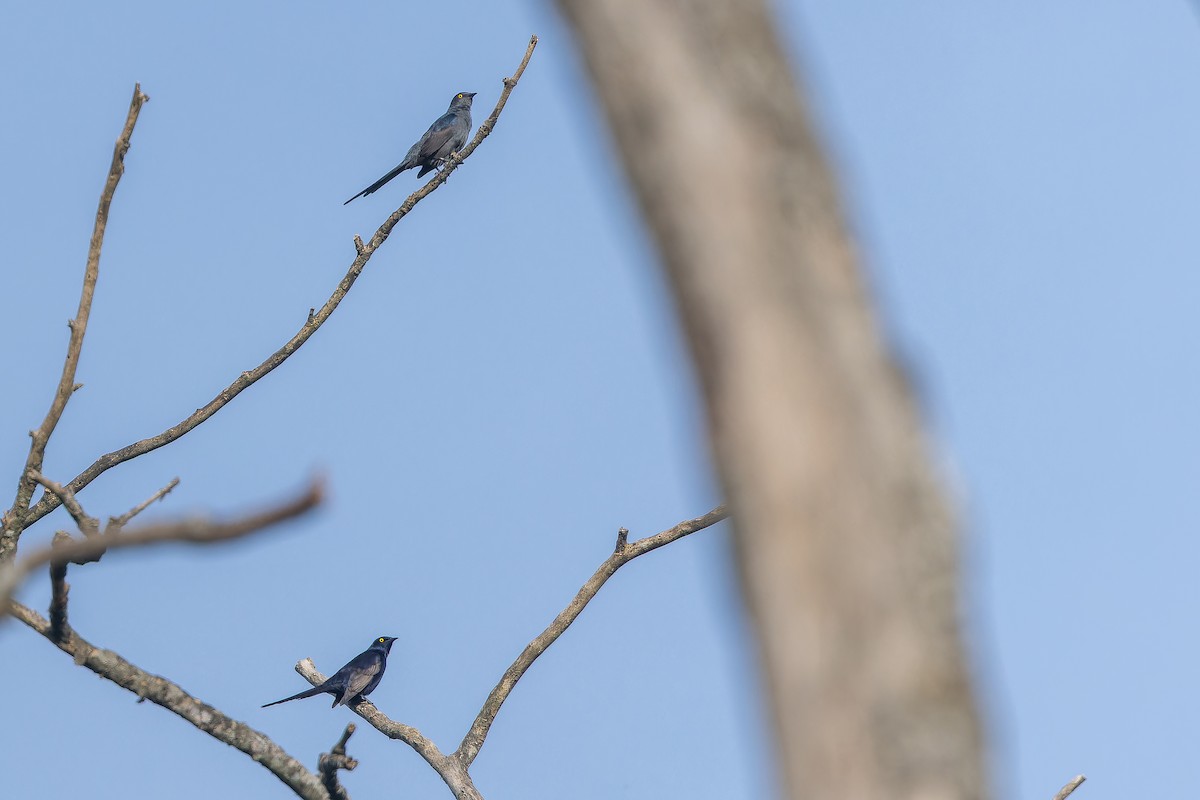 Narrow-tailed Starling - ML642416053