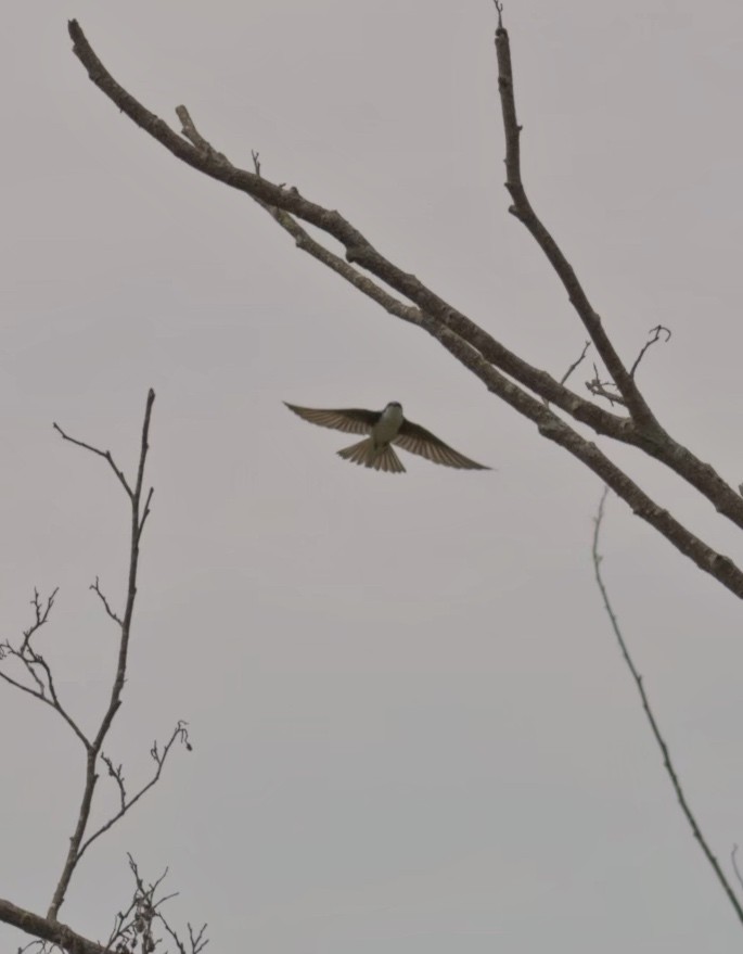Tree Swallow - ML642416054