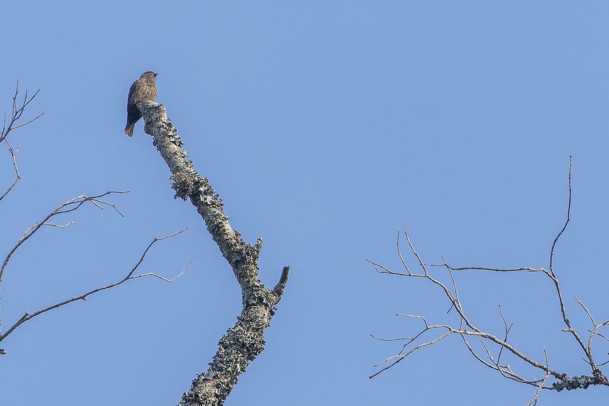 Sooty Flycatcher - ML642416059