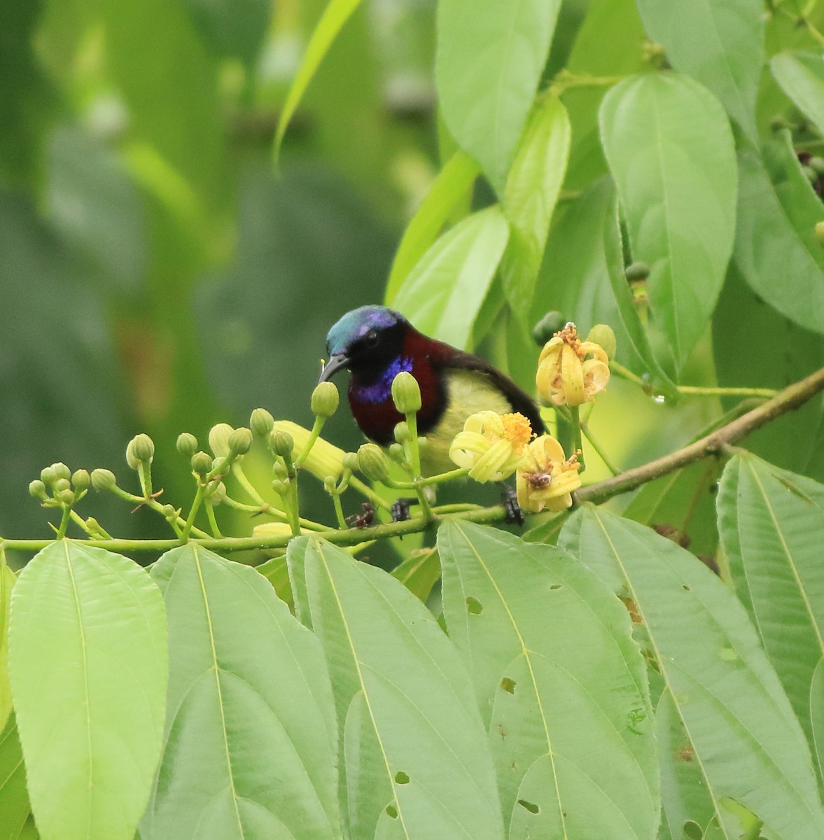 Crimson-backed Sunbird - ML642416060