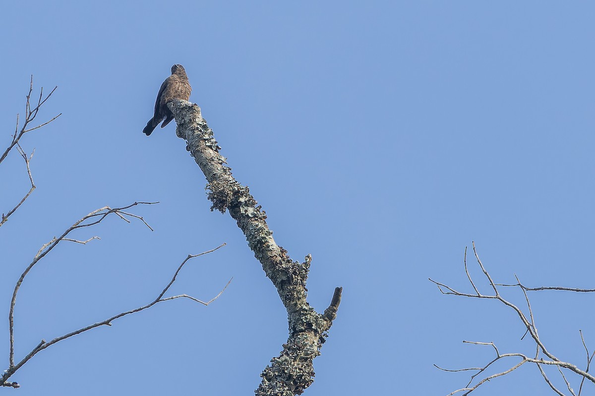 Sooty Flycatcher - ML642416061