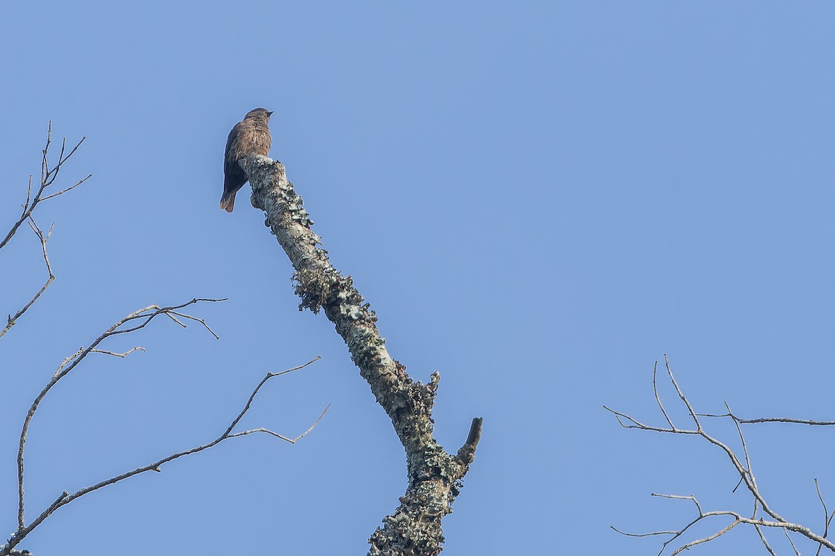 Sooty Flycatcher - ML642416062