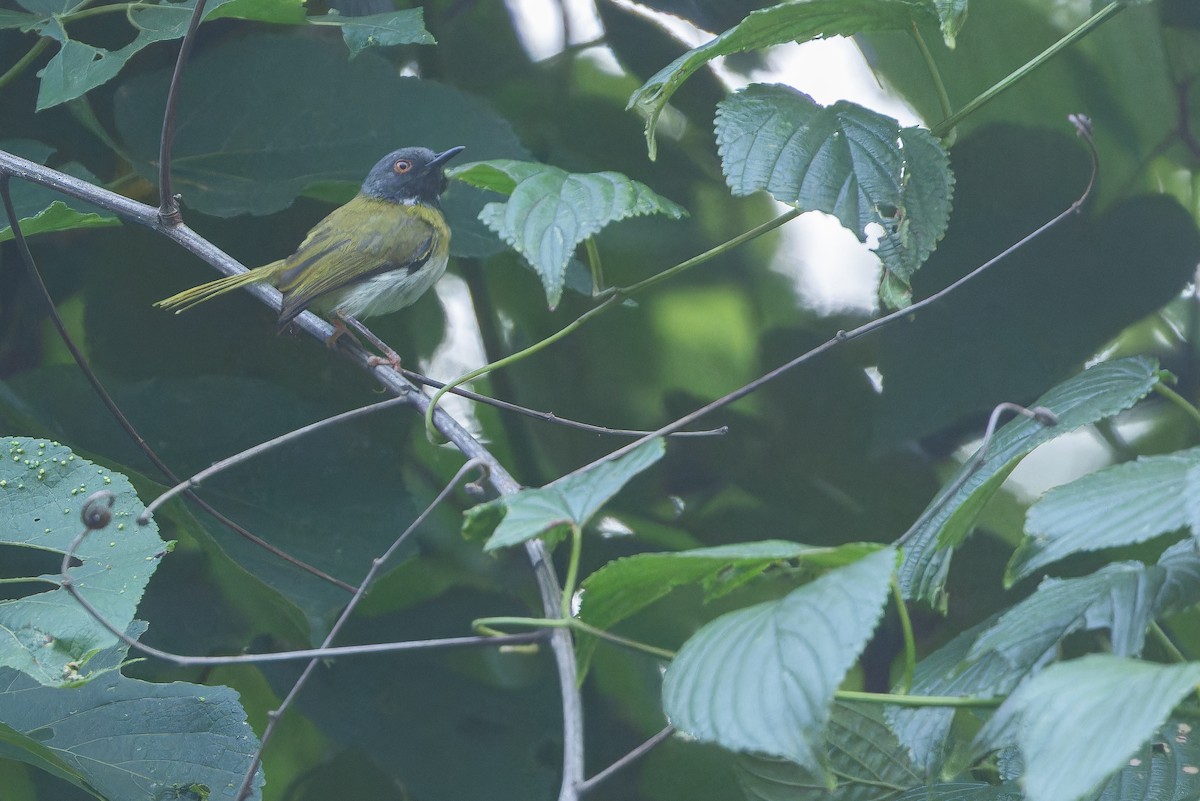 Masked Apalis - ML642416067